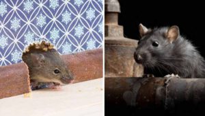 Comment éloigner les rats de la maison une fois pour toutes  Voici 3 astuces hyper efficaces